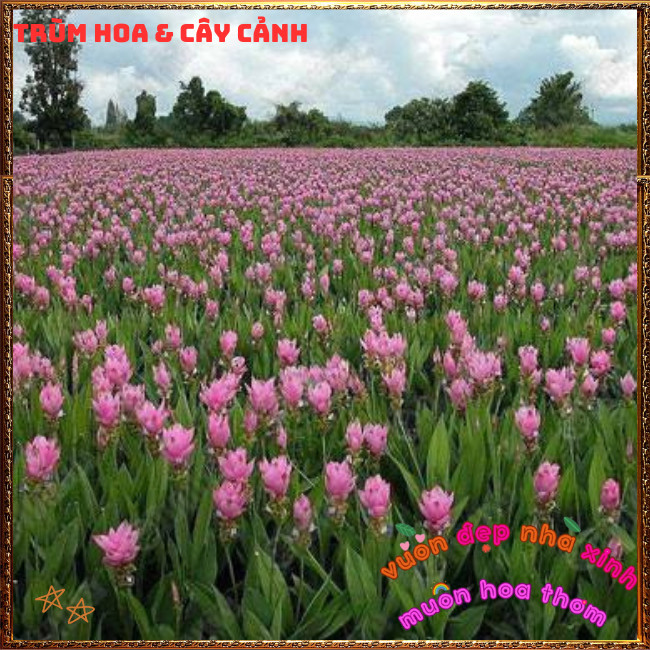 Chậu Hoa Nghệ Cảnh, TuLip Thái, Hoa Sen Gừng Màu Hồng Xinh Nghệ Tây️📣 Hoa Mười Giờ Bonsai & Phụ Kiện