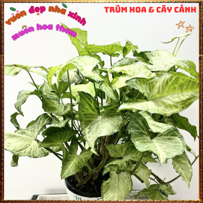 Chậu Trầu Bà Trắng Cây Tróc Bạc Siêu Dễ Trồng Siêu Khỏe ️📩 Hoa Mười Giờ Bonsai & Phụ Kiện