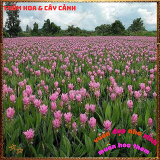 Chậu Hoa Nghệ Cảnh, TuLip Thái, Hoa Sen Gừng Màu Hồng Xinh Nghệ Tây️📦 Làng Hoa Sa Đéc