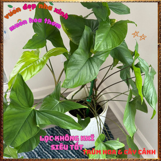 Chậu Trầu bà MŨI TÊN XANH cây trồng văn phòng lọc không khí siêu tốt📨 VƯỜN HOA CỔ TÍCH