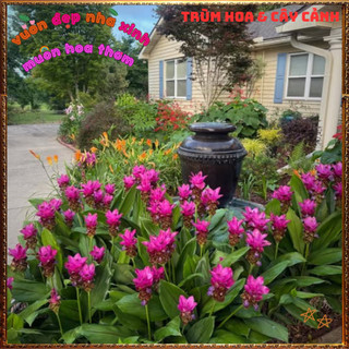 Chậu Hoa Nghệ Cảnh, TuLip Thái, Hoa Sen Gừng Chịu Nhiệt Bền Màu Nghệ Tây️📦 Làng Hoa Sa Đéc