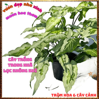 Chậu TRẦU BÀ MŨI TÊN BẠC LÁ DÀI ưa mát trồng văn phòng lọc không khí️💄 Hoa Giống Mới Siêu Đẹp, Dễ Trồng