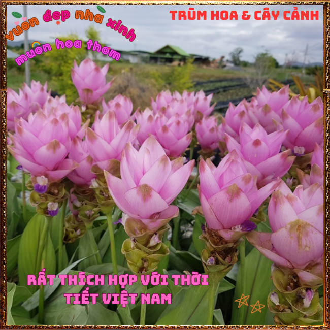 Chậu Hoa Nghệ Cảnh, TuLip Thái, Hoa Sen Gừng Màu Hồng Xinh Nghệ Tây️📣 Hoa Mười Giờ Bonsai & Phụ Kiện