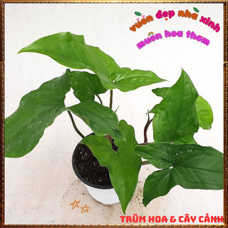 Chậu Trầu bà MŨI TÊN XANH cây trồng văn phòng lọc không khí siêu tốt📨 VƯỜN HOA CỔ TÍCH
