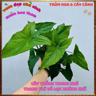 Chậu TRẦU BÀ MŨI TÊN XANH cây trồng trong nhà ưa mát lọc khí độc hại️💄Hoa Giống Mới Siêu Đẹp, Dễ Trồng
