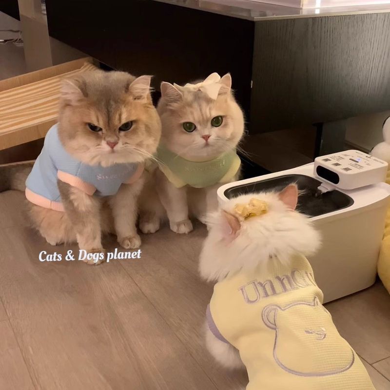 Siêu Dễ Thương Dễ Thương Quần Áo Mèo Dễ Thương Thu Đông Ấm Áp Chống Lạnh Dày Muppet Vàng Xanh Bichon Thú Cưng Chó Con Vest