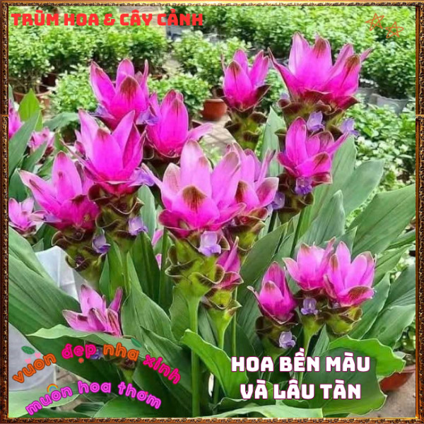 Chậu Hoa Nghệ Cảnh, TuLip Thái, Hoa Sen Gừng Chịu Nhiệt Bền Màu Nghệ Tây️📣 Hoa Mười Giờ Bonsai & Phụ Kiện