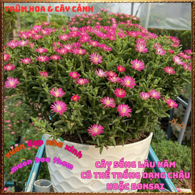 Hoa Mười Giờ Nam Phi Siêu Rộ Bông Nở Quanh Năm Tuyệt Đẹp ️📩 Hoa Mười Giờ Bonsai & Phụ Kiện