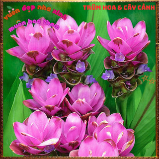 Chậu Hoa Nghệ Cảnh, TuLip Thái, Hoa Sen Gừng Chịu Nhiệt Bền Màu Nghệ Tây️📦 Làng Hoa Sa Đéc