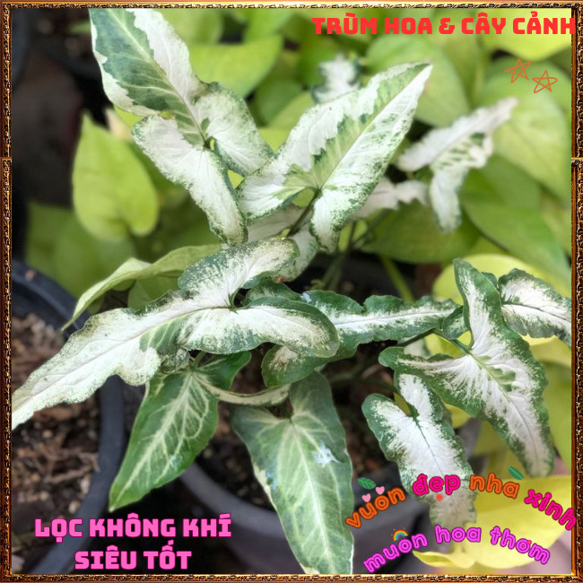 Chậu TRẦU BÀ MŨI TÊN BẠC LÁ DÀI ưa mát trồng văn phòng lọc không khí⌛ Hoa Mười Giờ Bonsai & Phụ Kiện