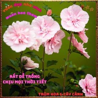 Chậu Hoa Thiên Qúy Hồng Cánh Kép Tuyệt Đẹp Màu Mới Nở Quanh Năm 🕰VƯỜN HOA CỔ TÍCH
