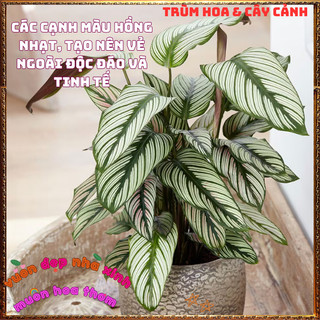 Chậu Đuôi Công Ngôi Sao Trắng Đẹp Sang Trọng Trồng Trong Nhà Lọc Khí️📜 Hoa Giống Mới Siêu Đẹp, Dễ Trồng