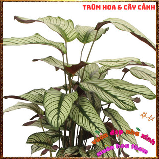 Chậu Đuôi Công Ngôi Sao Trắng Đẹp Sang Trọng Trồng Trong Nhà Lọc Khí️📜 Hoa Giống Mới Siêu Đẹp, Dễ Trồng