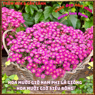 Hoa Mười Giờ Nam Phi Nở Siêu Lâu Tàn Rực Rỡ Quanh Năm Tuyệt Đẹp💍Siêu Thị Hoa Và Cây Giống