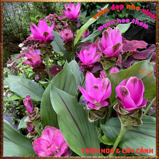 Chậu Hoa Nghệ Cảnh, TuLip Thái, Hoa Sen Gừng Chịu Nhiệt Bền Màu Nghệ Tây️📦 Làng Hoa Sa Đéc