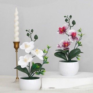 Chậu hoa lan hồ điệp giả mini trang trí để bàn phòng khách cây cảnh nội thất nhà cửa đẹp cao cấp sống động nhựa nhỏ gọn kệ sách quán cafe quà tặng decor bonsai nhiều màu sắc chụp ảnh phụ kiện phong thủy trắng sang trọng dễ thương xinh xắn