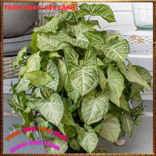 Chậu TRẦU BÀ TRẮNG Cây Tróc Bạc Mới Lạ Đẹp Mắt Dễ Trồng⏰TRÙM HOA VÀ CÂY CẢNH
