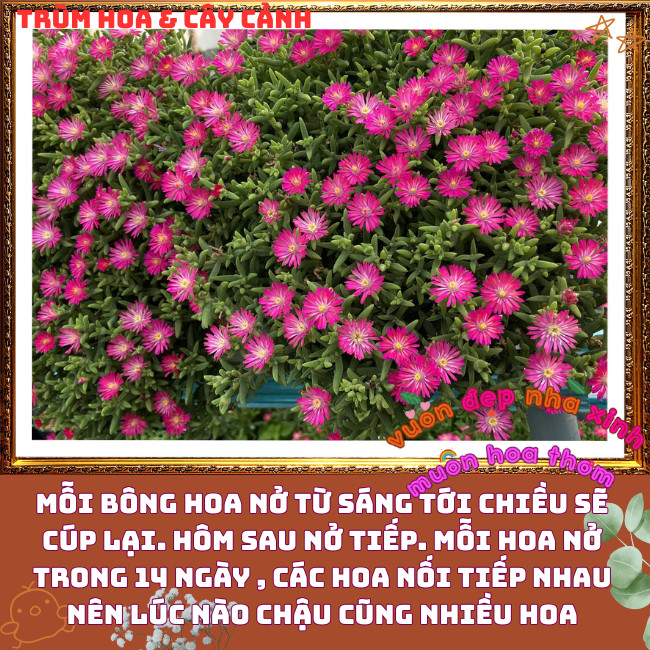 Hoa Mười Giờ Nam Phi Siêu Rộ Bông Nở Quanh Năm Tuyệt Đẹp ️📩 Hoa Mười Giờ Bonsai & Phụ Kiện