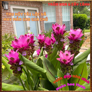 Chậu Hoa Nghệ Cảnh, TuLip Thái, Hoa Sen Gừng Chịu Nhiệt Bền Màu Nghệ Tây️📦 Làng Hoa Sa Đéc