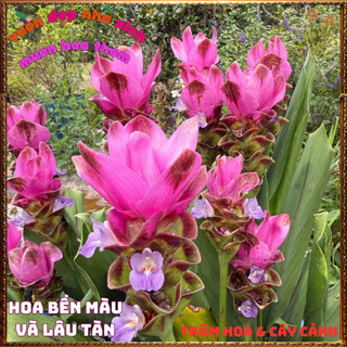 Chậu Hoa Sen Gừng, Nghệ Cảnh Chịu Nhiệt Lâu Tàn Bền Màu Siêu Đẹp⌛TRUNG TÂM CÂY GIỐNG VÀ HOA
