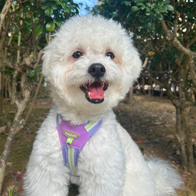 [Pet-Eleven] 26 kiểu Dây đeo ngực thú cưng thời trang Dây xích ngực phản quang hình chữ I Đêm phản quang Phản quang Chống cháy nổ Mùa hè Dây đeo ngực thoáng khí nhẹ Dây xích đi bộ cho chó Mèo / Chó nhỏ Pomeranian / Teddy / Chó Mã Lai