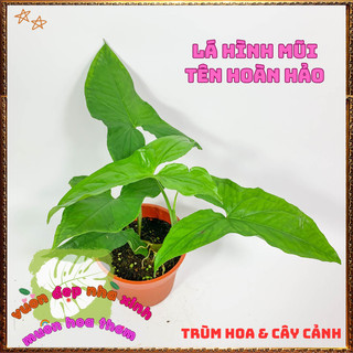 Chậu Trầu bà MŨI TÊN XANH cây trồng văn phòng lọc không khí siêu tốt📨 VƯỜN HOA CỔ TÍCH