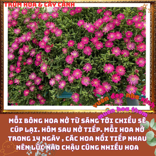 Hoa Mười Giờ Nam Phi Siêu Rộ Bông Nở Quanh Năm Tuyệt Đẹp ️📬 Làng Hoa Sa Đéc