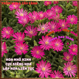 Hoa Mười Giờ Nam Phi Giống Siêu Bông Nở Siêu Bền Lâu Quanh Năm 🍕 BẢO HÀNH CÂY GIỐNG VÀ HOA CHUẨN