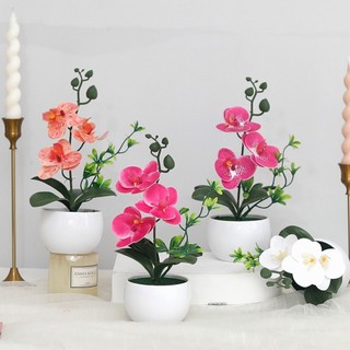 Chậu hoa lan hồ điệp giả mini trang trí để bàn phòng khách cây cảnh nội thất nhà cửa đẹp cao cấp sống động nhựa nhỏ gọn kệ sách quán cafe quà tặng decor bonsai nhiều màu sắc chụp ảnh phụ kiện phong thủy trắng sang trọng dễ thương xinh xắn
