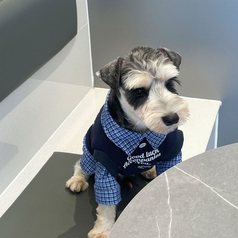 Quần Áo Chó Con Giả Hai Mảnh Màu Sắc Phù Hợp Với Áo Sơ Mi Polo Thú Cưng Thu Đông Schnauzer Bichon Teddy Nhỏ Vừa Chó Hai Trứng