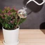 Kool Tự Động Đổ Lại Cây Bóng Đèn Tưới Cây Hệ Thống Tưới Cây Tự Động Làm Vườn Trong Nhà Có Thể Tái Sử Dụng Dễ Dàng Làm Đầy Thiết Kế Cây Trồng Nhà