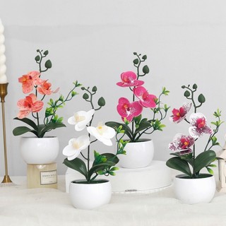 Chậu hoa lan hồ điệp giả mini trang trí để bàn phòng khách cây cảnh nội thất nhà cửa đẹp cao cấp sống động nhựa nhỏ gọn kệ sách quán cafe quà tặng decor bonsai nhiều màu sắc chụp ảnh phụ kiện phong thủy trắng sang trọng dễ thương xinh xắn