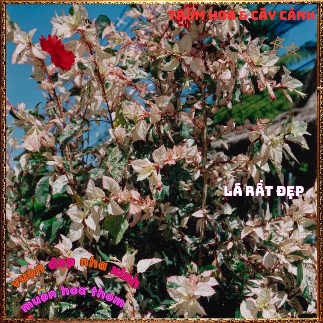 Chậu Cây Râm Bụt Lá Cẩm Thạch Lạ Mắt Tươi Vui Siêu Dễ Trồng ️📩 Hoa Mười Giờ Bonsai & Phụ Kiện