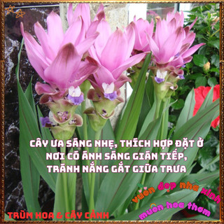Chậu Hoa Tulip Thái Màu Hồng Nghệ Sen Chịu Nhiệt Lâu Tàn Siêu Đẹp🍟 Yêu Nhà Yêu Hoa