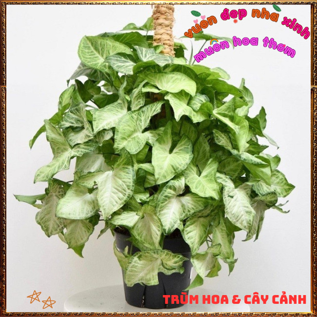 Chậu TRẦU BÀ TRẮNG Cây Tróc Bạc Mới Lạ Đẹp Mắt Dễ Trồng⏰TRÙM HOA VÀ CÂY CẢNH