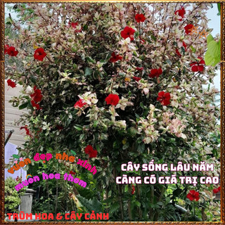 Chậu Cây Râm Bụt Lá Cẩm Thạch Lạ Mắt Tươi Vui Siêu Dễ Trồng ️📬 Làng Hoa Sa Đéc
