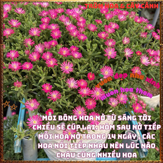 Hoa Mười Giờ Nam Phi Siêu Rộ Bông Nở Quanh Năm Tuyệt Đẹp ️📬 Làng Hoa Sa Đéc