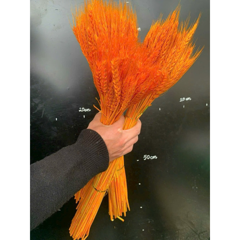 Bó 100 Cành Lúa Mạch Vàng Decor Trang Trí Nhà Cửa Sang Trọng Thanh Lịch Trang Trí Tết Cắm Hoa