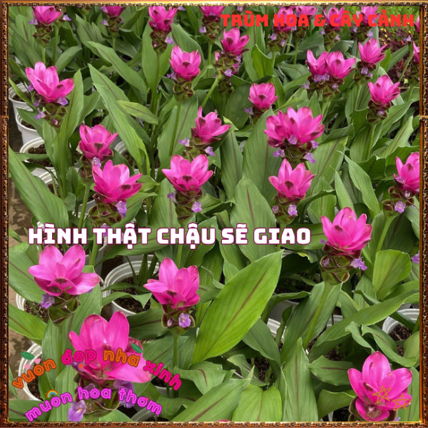 Chậu Hoa Nghệ Cảnh, TuLip Thái, Hoa Sen Gừng Chịu Nhiệt Bền Màu Nghệ Tây️📣 Hoa Mười Giờ Bonsai & Phụ Kiện