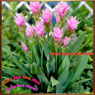 Chậu Hoa Tulip Thái Màu Hồng Nghệ Sen Chịu Nhiệt Lâu Tàn Siêu Đẹp🍟 Yêu Nhà Yêu Hoa