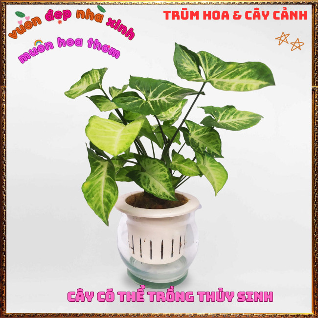Chậu TRẦU BÀ TRẮNG Cây Tróc Bạc Mới Lạ Đẹp Mắt Dễ Trồng⏰TRÙM HOA VÀ CÂY CẢNH