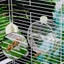 Top Auto Touch Activated Bird Waterer 250ml Lồng đính kèm Phụ kiện tưới nước