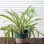 Kool Tự Động Đổ Lại Cây Bóng Đèn Tưới Cây Hệ Thống Tưới Cây Tự Động Làm Vườn Trong Nhà Có Thể Tái Sử Dụng Dễ Dàng Làm Đầy Thiết Kế Cây Trồng Nhà