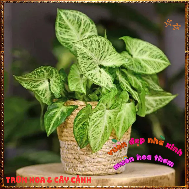 Chậu Trầu Bà Trắng Cây Tróc Bạc Siêu Dễ Trồng Siêu Khỏe ️📩 Hoa Mười Giờ Bonsai & Phụ Kiện