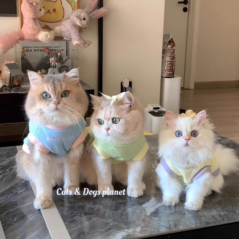 Siêu Dễ Thương Dễ Thương Quần Áo Mèo Dễ Thương Thu Đông Ấm Áp Chống Lạnh Dày Muppet Vàng Xanh Bichon Thú Cưng Chó Con Vest