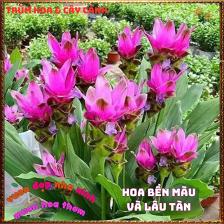 Chậu Hoa Sen Gừng, Nghệ Cảnh Chịu Nhiệt Lâu Tàn Bền Màu Siêu Đẹp⌛TRUNG TÂM CÂY GIỐNG VÀ HOA