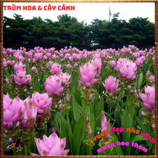 Chậu Hoa Nghệ Cảnh, TuLip Thái, Hoa Sen Gừng Màu Hồng Xinh Nghệ Tây️📦 Làng Hoa Sa Đéc
