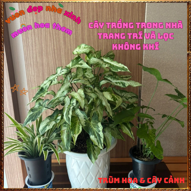 Chậu TRẦU BÀ MŨI TÊN BẠC LÁ DÀI ưa mát trồng văn phòng lọc không khí⌛ Hoa Mười Giờ Bonsai & Phụ Kiện