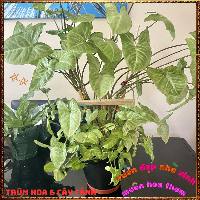 Chậu Trầu Bà Trắng Cây Tróc Bạc Siêu Dễ Trồng Siêu Khỏe ️📩 Hoa Mười Giờ Bonsai & Phụ Kiện