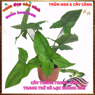 Chậu TRẦU BÀ MŨI TÊN XANH cây trồng trong nhà ưa mát lọc khí độc hại️💄Hoa Giống Mới Siêu Đẹp, Dễ Trồng